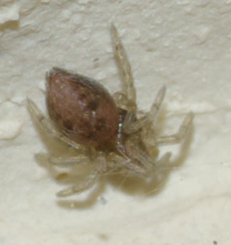 Oecobius sp.  - Rende (CS)